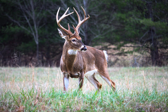 Where Do Bucks Bed? A GPS Study Reveals the Truth About Bedding